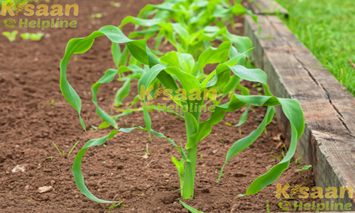 पूसा कम्पोजिट 4